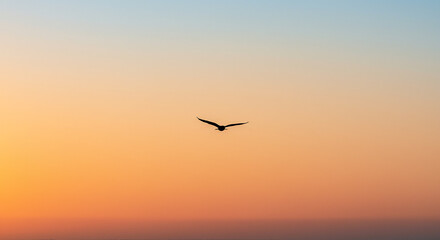 Bird Silhouette Flying Against Colorful Sunset Sky