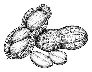 Hand-drawn illustration of peanuts in their pod