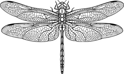 Delicate dragonfly silhouette vector