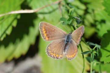 brauner Schmerling mit orangen Punkten (Hauhechel-Bläuling)