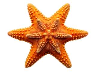 Vibrant orange starfish with bumpy texture isolated on a transparent background marine ocean
