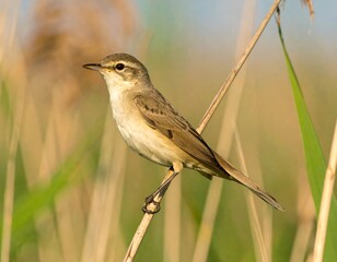 Fototapeta premium Small bird perched on a reed