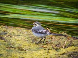 Fototapeta premium Fluffy white wagtail posing for the camera