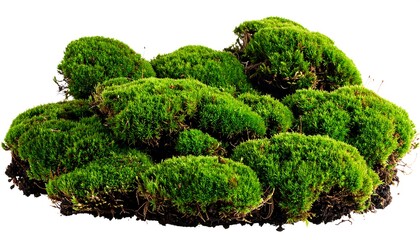 Lush green moss cluster