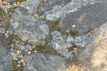 Textured stone pathway covered with leaves and moss in a serene outdoor setting during daylight. Selective focus