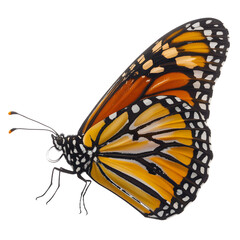 Close-up of a Monarch Butterfly's Orange and Black Wings