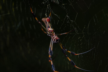 Golden Silk Orb Weaver Spider on Web in Nature