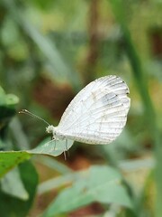 butterfly on a leaf