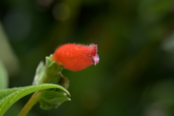 ペアルケア・スプルケイ