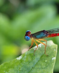 dragonfly on a green leaf