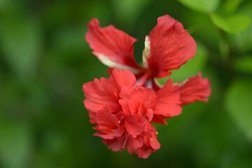 ハイビスカス　レッドフラミンゴ