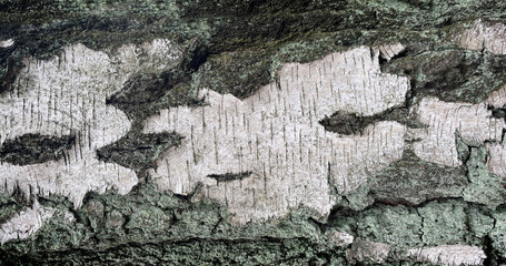 Old bark tree texture. Natural wood surface pattern, old tree skin