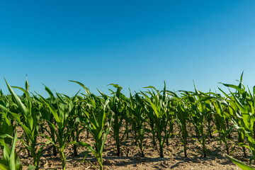 Corn plants grow tall under a clear blue sky in a rural field during the warm summer season