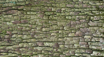 Old bark tree texture. Natural wood surface pattern, old tree skin