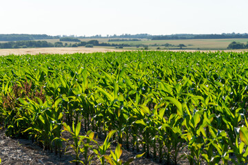 Fototapeta premium Green cornfield stretches across the landscape under a clear sky during the summer season
