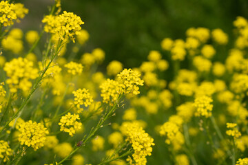 Turkish wartycabbage yellow wild flowers Bunias orientalis, hill mustard or turkish rocket flowers
