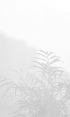 Sunlight on curtain, blurred shadow tulle background, sheer curtains, silk veil fabric