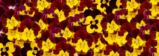 Golden Brown Pansies Pattern, Tricolor Viola Background, Many Viola Flowers Bed