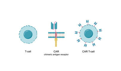 T-cell and Chimeric antigen receptor T cell ,CAR T cell, for use in immunotherapy. Chemotherapy. Vector illustration.
