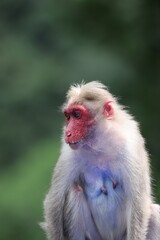 Fototapeta premium Colorful cute monkey