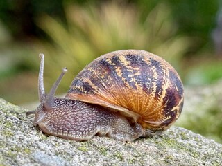 snail 