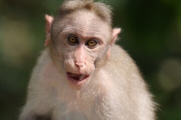 close up of a cute indian monkey © Tejas