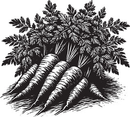 Naklejka premium Detailed Black and White Illustration of Fresh Carrots with Green Leaves, Vegetable Graphic