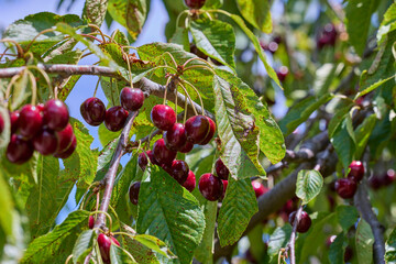 Closeup of ripe cherries hanging on branch.