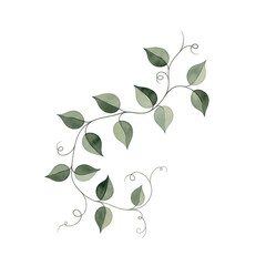 Obraz premium Green vine with leaves isolated on transparent background