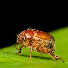 June beetle closeup