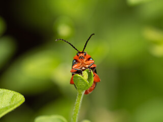 Shiny flea beetle with a mite on his eye