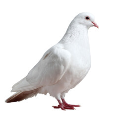 Obraz premium Elegant white dove standing gracefully still
