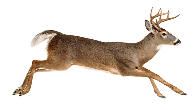 Whitetail deer buck running isolated on transparent background