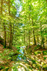 Stream landscape in the Haut Languedoc region of southern France. Small waterfalls and water running through the forests of Hérault.
