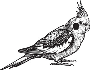 Obraz premium Detailed Monochrome Cockatiel Illustration on White Background -