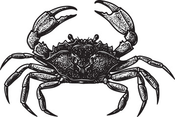 Detailed woodcut style illustration of a crab in black and white