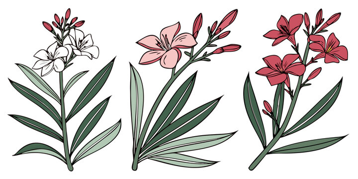 Oleander Vector Set Mediterranean Pink Red Bloom Bold Decorative Artwork