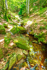 Fototapeta premium Stream landscape in the Haut Languedoc region of southern France. Small waterfalls and water running through the forests of Hérault. 