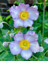 Close-up of two delicate purple anemone flowers with yellow centers in full bloom.