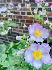 close up light purple flowers on brown brick wall background . garden near house . nature