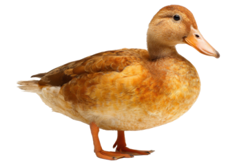 Isolated Brown Duck on Transparent Background