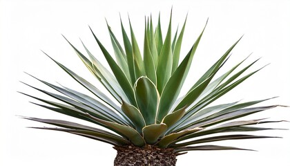 cutout of an isolated foxtail agaves plant with the