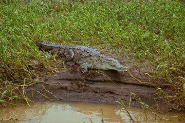 Crocodile preparing to jump into the murky water of Rio Grande de Tarcoles in Costa Rica, Central America