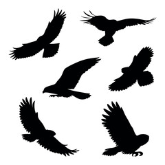 Obraz premium Winged Hunters of Sky and Shadow