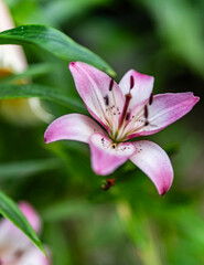 Pink lily flower isolated on white background