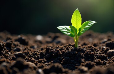 Fototapeta premium A young green plant sprouting from dark soil in natural sunlight