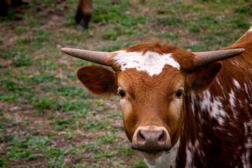 Close-Up Young Texas Longhorn Cattle