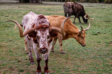 Texas Longhorn Cattle In Green Field