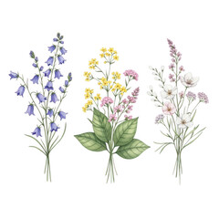 Watercolor bouquets of wildflowers isolated on transparent background