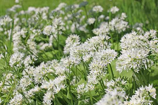 Wild garlic flowers in close up	